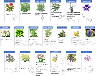 An overview of anti-Hepatitis B virus flavonoids and their mechanisms of action